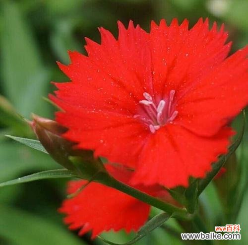 探索石竹花的深意,领悟花语传承的内涵 石竹花花语的意义与传承