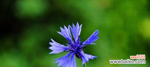 揭示矢车菊的花语秘密与意义 探寻矢车菊的花语之美