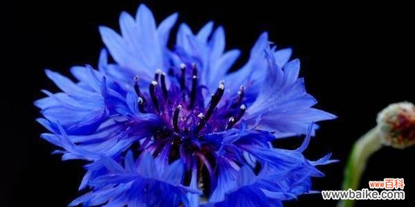 揭示矢车菊的花语秘密与意义 探寻矢车菊的花语之美