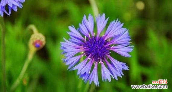 探索矢车菊的花语,了解它的内涵与意义 矢车菊花语的寓意及象征意义