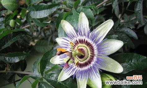 探秘食人花的奇特花语,了解它的神秘寓意 食人花的花语及寓意