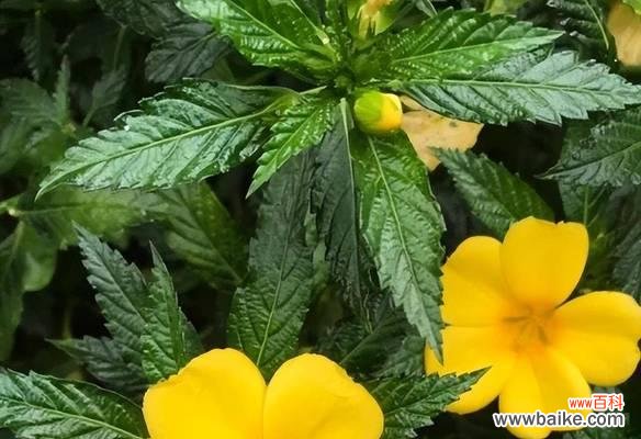 揭开时钟花的神秘面纱,探索其中的含义 时钟花的花语与寓意