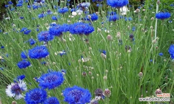 揭示矢车菊花语的含义和象征 矢车菊的花语及其寓意