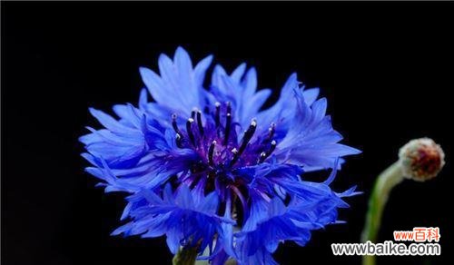 深入解读矢车菊的意义,探寻自然界中的神奇秘密 矢车菊花语与寓意