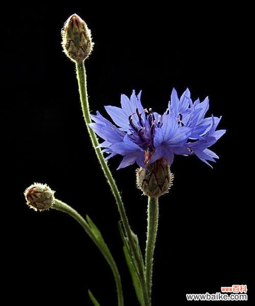 深入解读矢车菊的意义,探寻自然界中的神奇秘密 矢车菊花语与寓意