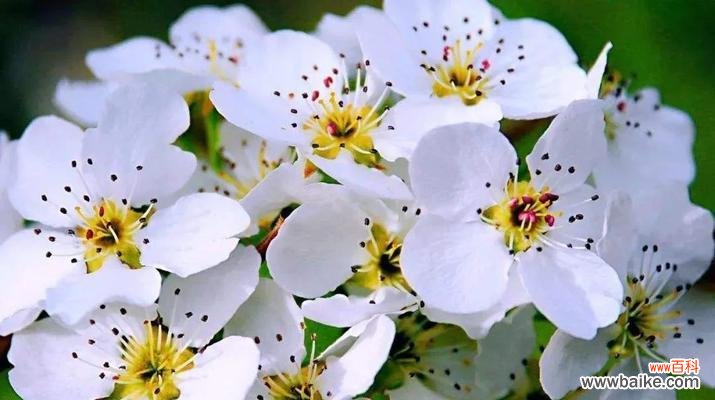 探索梨花的花语 梨花的花语及其寓意