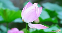 莲花在不同文化中的意义及其在人们生活中的体现 莲花的象征意义与内涵