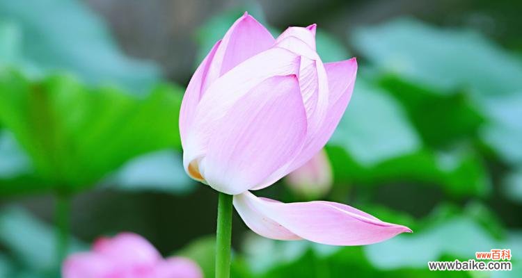 莲花在不同文化中的意义及其在人们生活中的体现 莲花的象征意义与内涵