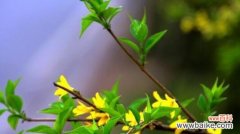 探秘连翘的美丽花语 连翘的花语与寓意