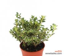 一缕清新 六月雪的花语