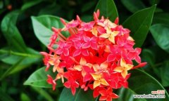 揭示龙船花的花语与寓意 龙船花