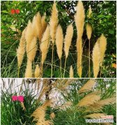 自由之舞 芦苇的花语——自由与坚韧