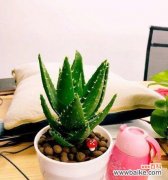 探寻芦荟花的神秘之意 芦荟的花语