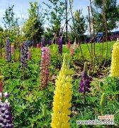 一朵鲜花背后的情感世界 鲁冰花的花语和深刻的寓意