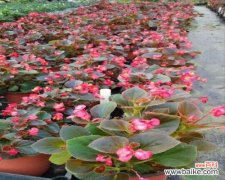 了解绿化苗木脱脚的意义与方法 绿化苗木脱脚之原因与防治措施