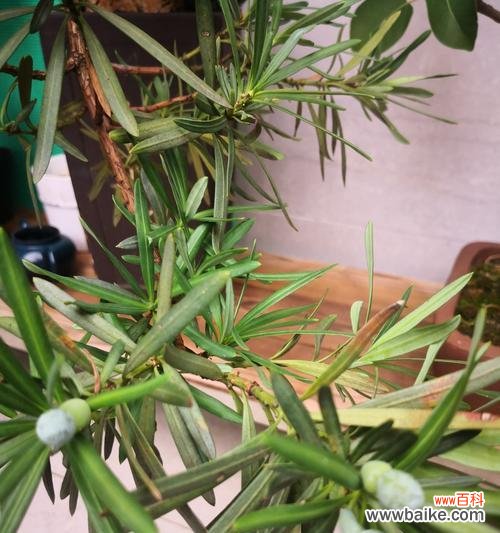 一个神奇树种的生命力与哲理 探寻罗汉松的奇幻之旅