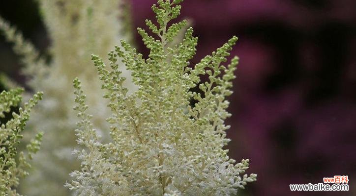 揭示花海中的爱情密码 新妇花语与寓意