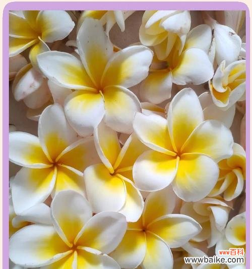 鸡蛋花的文化意义是什么?