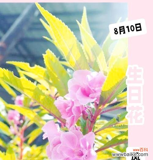 三月八日有哪些特别的花语?