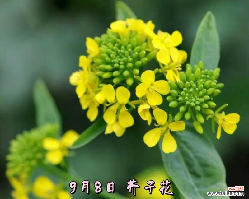 三月八日有哪些特别的花语?