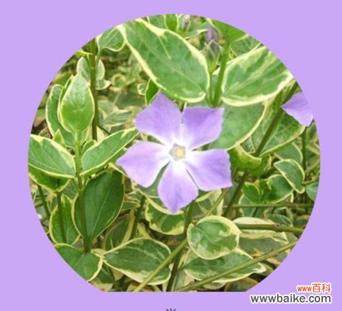 三月八日有哪些特别的花语?