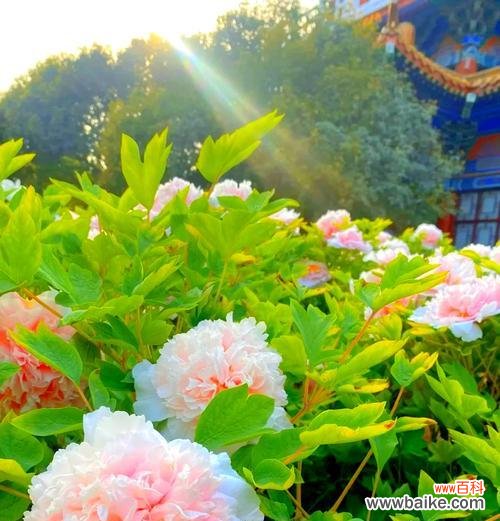 白牡丹花语代表了什么纯洁?