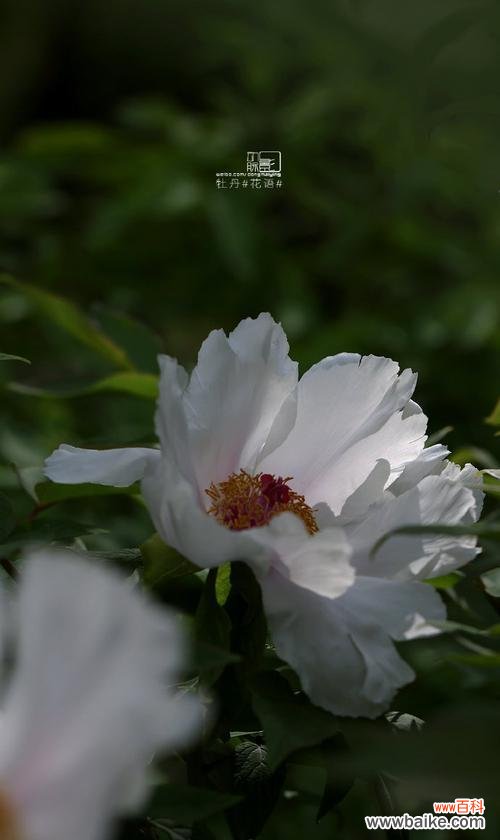 白牡丹花语代表了什么纯洁?