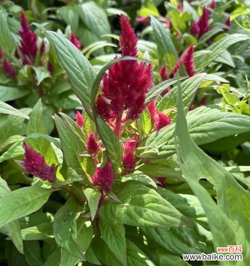 哪种花象征着死亡?