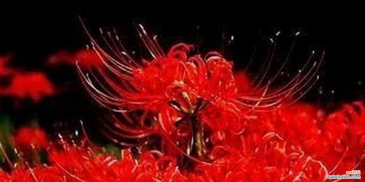 哪种花象征着死亡?