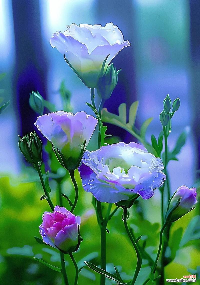 绿色洋桔梗的花语有何含义?