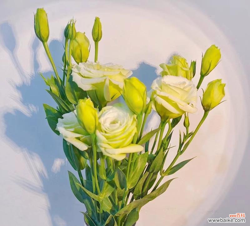 绿色洋桔梗的花语有何含义?