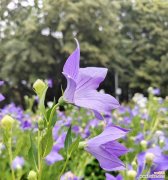 六朵桔梗花的花语寓意了什么？花语中有哪些特别的含义？