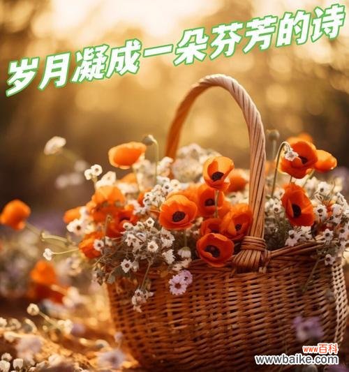 虞美人的花语是什么?它为何成为花语的象征?