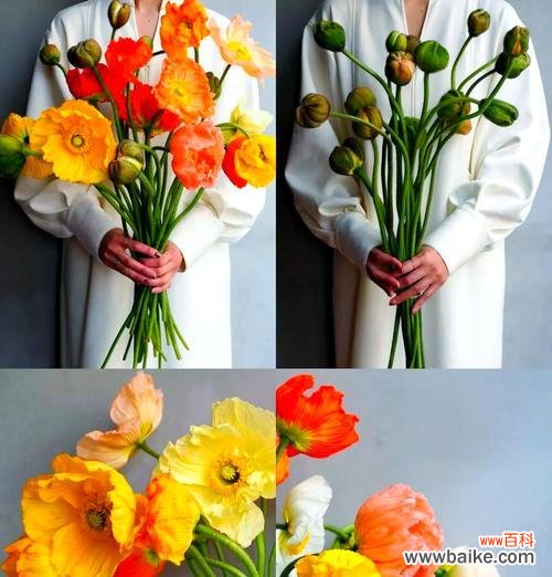 虞美人的花语是什么?它为何成为花语的象征?