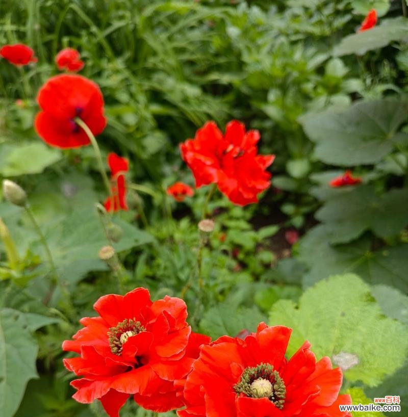 虞美人的花语是什么?它为何成为花语的象征?