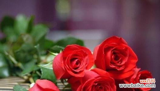 一枝玫瑰花的花语有何深意？它通常用来表达什么？