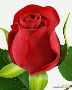 一枝玫瑰花的花语有何深意？它通常用来表达什么？