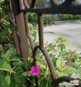 为什么路边的野花不要采的花语？紫罗兰的花语好听吗为什么？