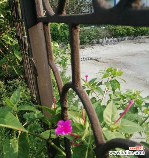 为什么路边的野花不要采的花语?紫罗兰的花语好听吗为什么?