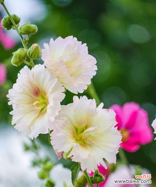 揭秘蜀葵花背后的花语和象征意义 蜀葵花的美丽传说与象征意义