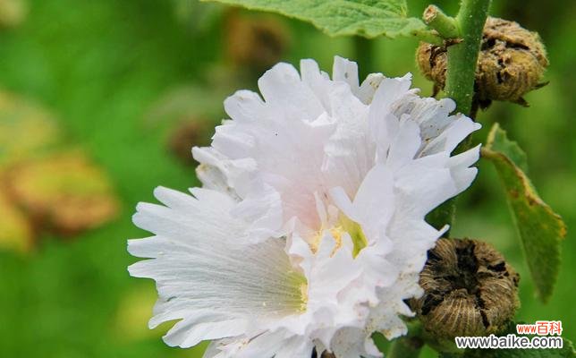 深入了解蜀葵的花语与传说，探寻其神秘背后的故事 蜀葵花的花语和传说