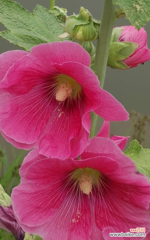 深入了解蜀葵的花语与传说，探寻其神秘背后的故事 蜀葵花的花语和传说