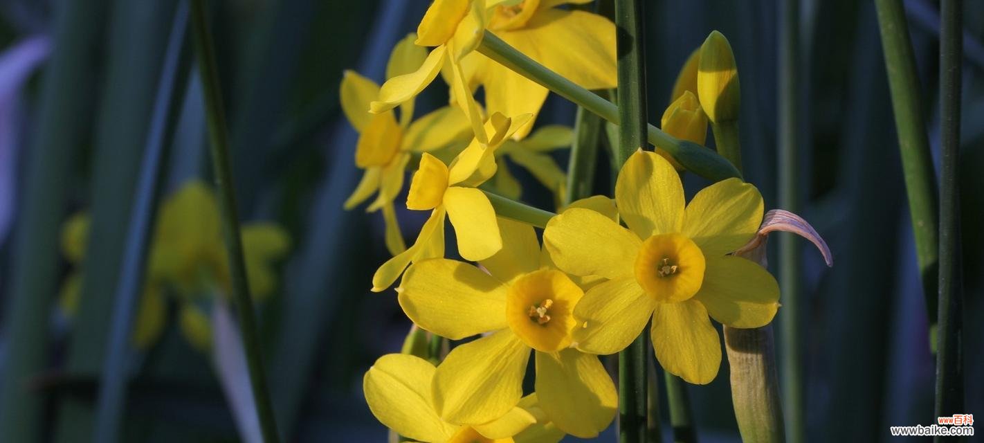 探索水仙花的内涵和象征 水仙花的花语与寓意