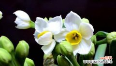 探索水仙花的内涵和象征 水仙花的花语与寓意