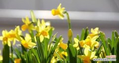 传递希望与纯洁的春天之花 水仙花