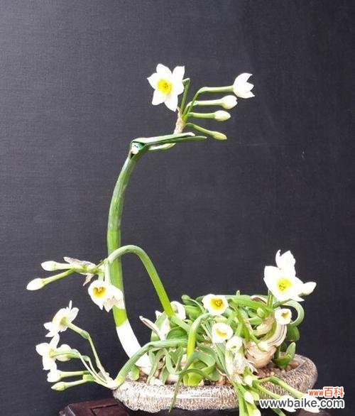 传递希望与纯洁的春天之花 水仙花