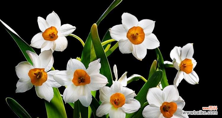 探索水仙花的花语,了解其中的隐藏意义 水仙花的花语之意义与传承