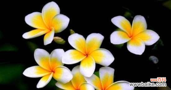 送给教师的适合花及其花语 用鲜花表达对老师的感激之情