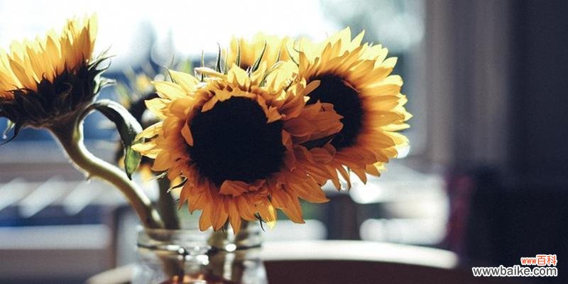 送给教师的适合花及其花语 用鲜花表达对老师的感激之情