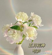 送给教师的适合花及其花语 用鲜花表达对老师的感激之情